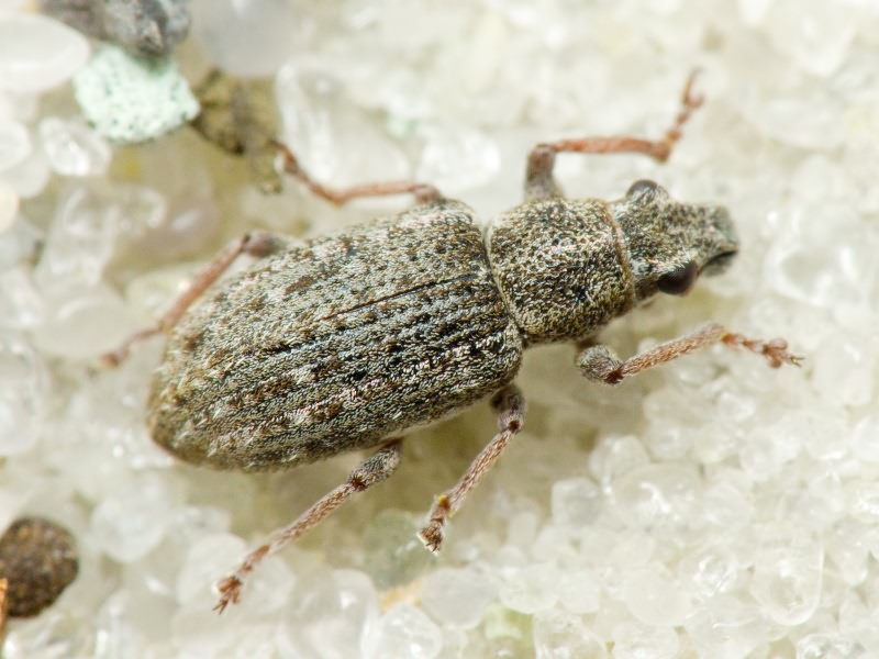 Sitona waterhousei Walton, 1846